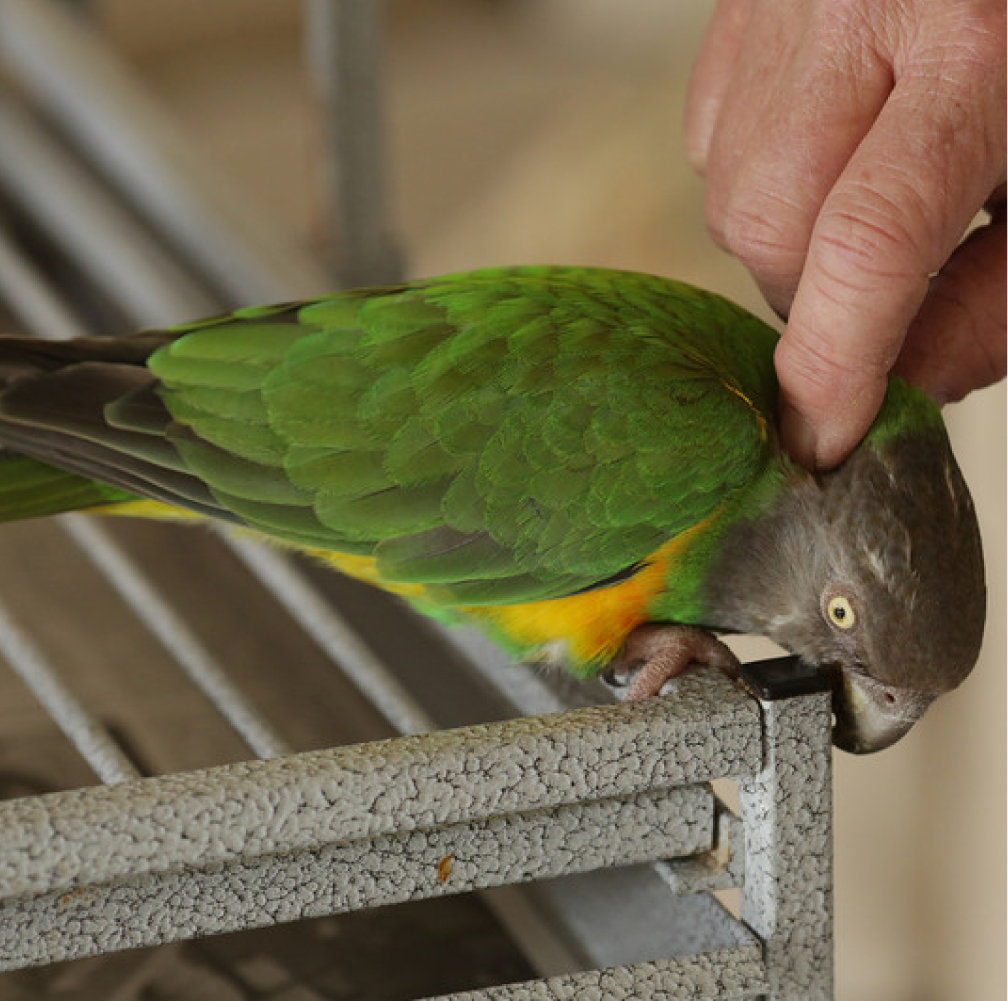 Rescue Unwanted and Abandoned Companion Birds GlobalGiving