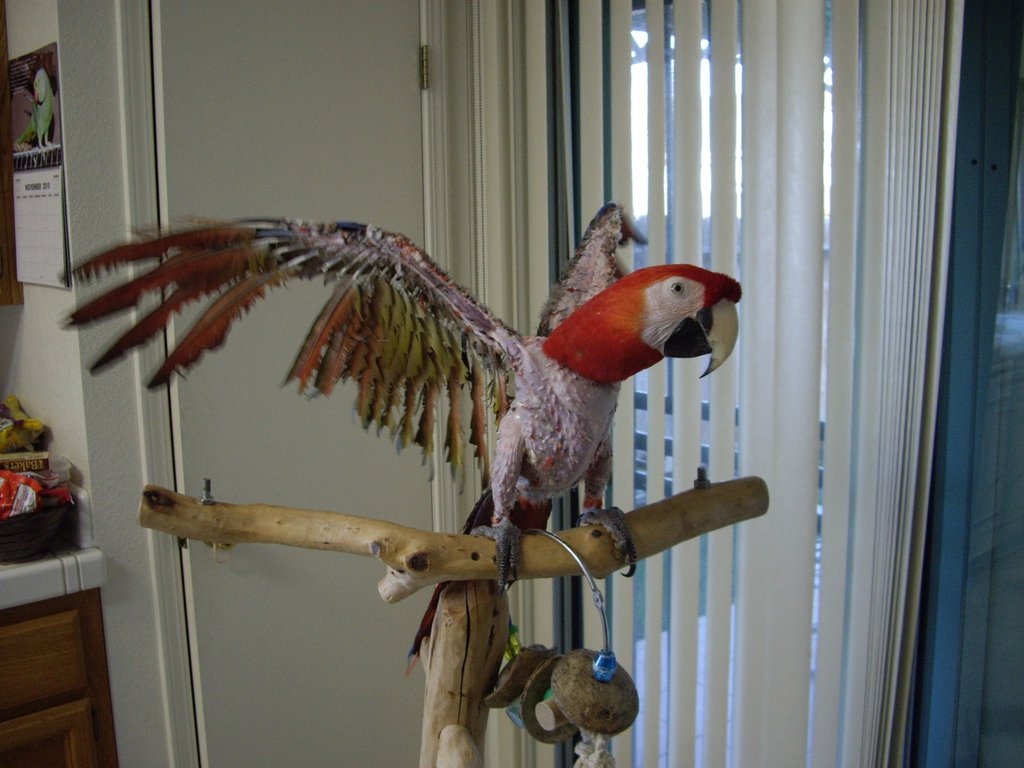 King, one of our many rescued macaws