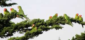 The Wild Flock of Telegraph Hill