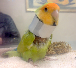 Sherby, a lovebird with a collar