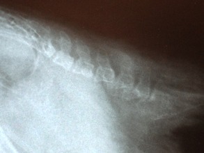 X-ray of normal bird's tail bone