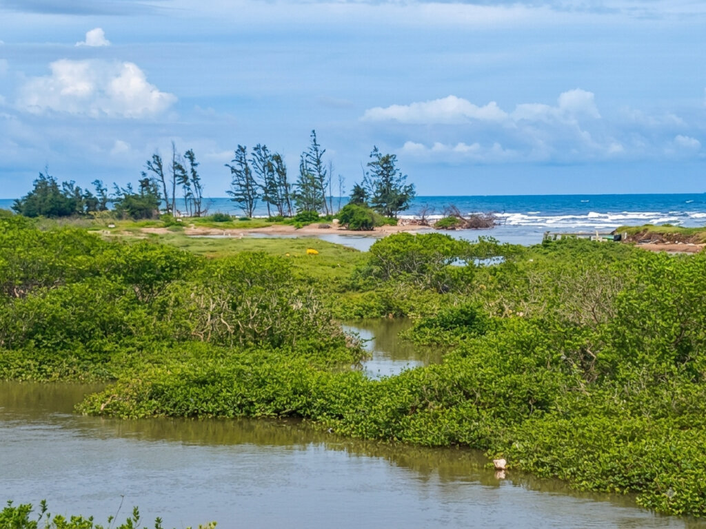 Restore coastal protection forests in Ninh Binh