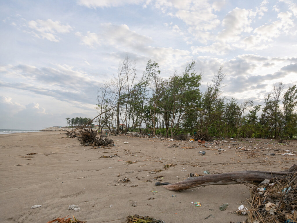 Restore coastal protection forests in Ninh Binh