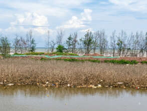 Ninh Binh's coastal protection forest area