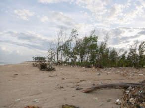 Ninh Binh's coastal protection forest area