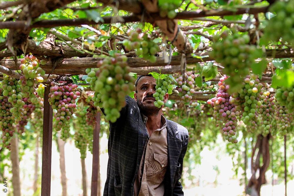 Solar Irrigation & Resilient Farming for 150 Famil