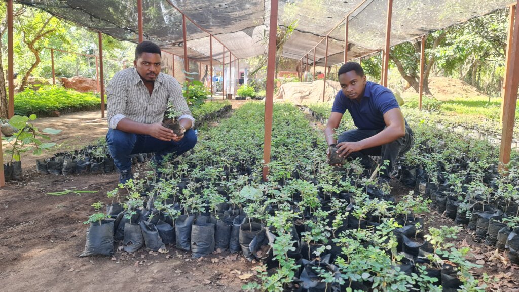 Replanting the African Blackwood Tree in Tanzania
