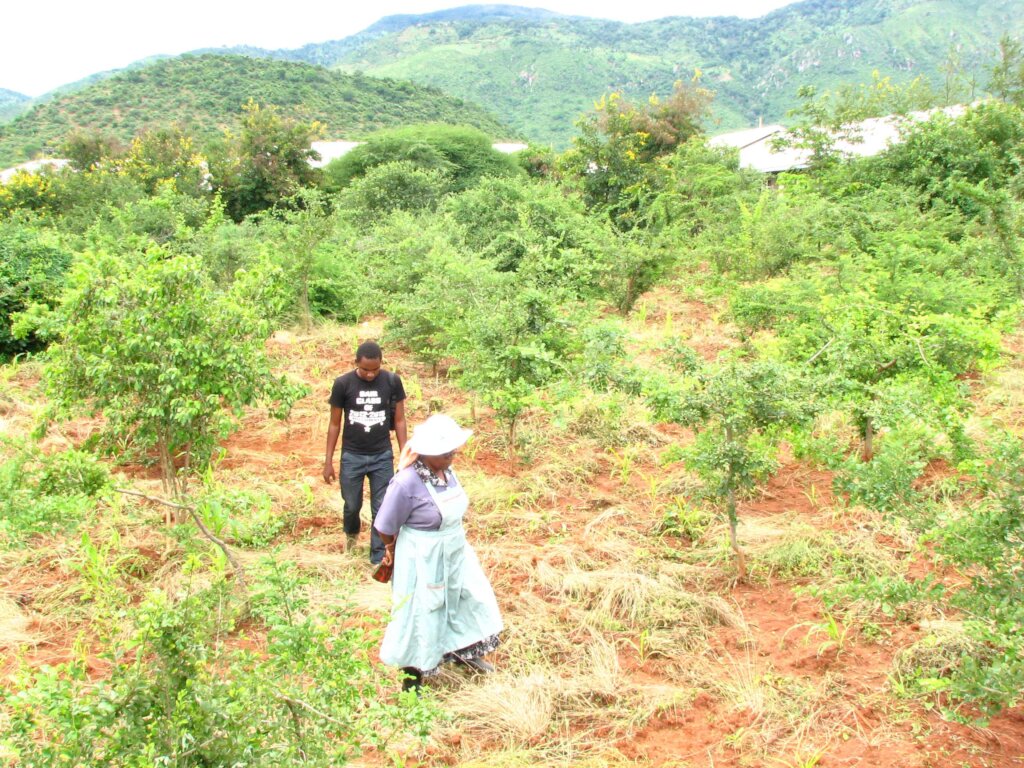 Replanting the African Blackwood Tree in Tanzania