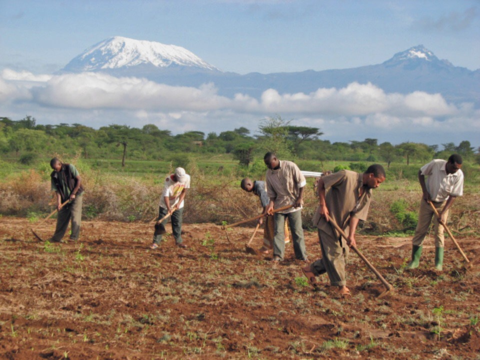 Replanting the African Blackwood Tree in Tanzania