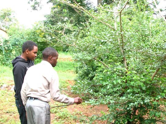 Replanting the African Blackwood Tree in Tanzania