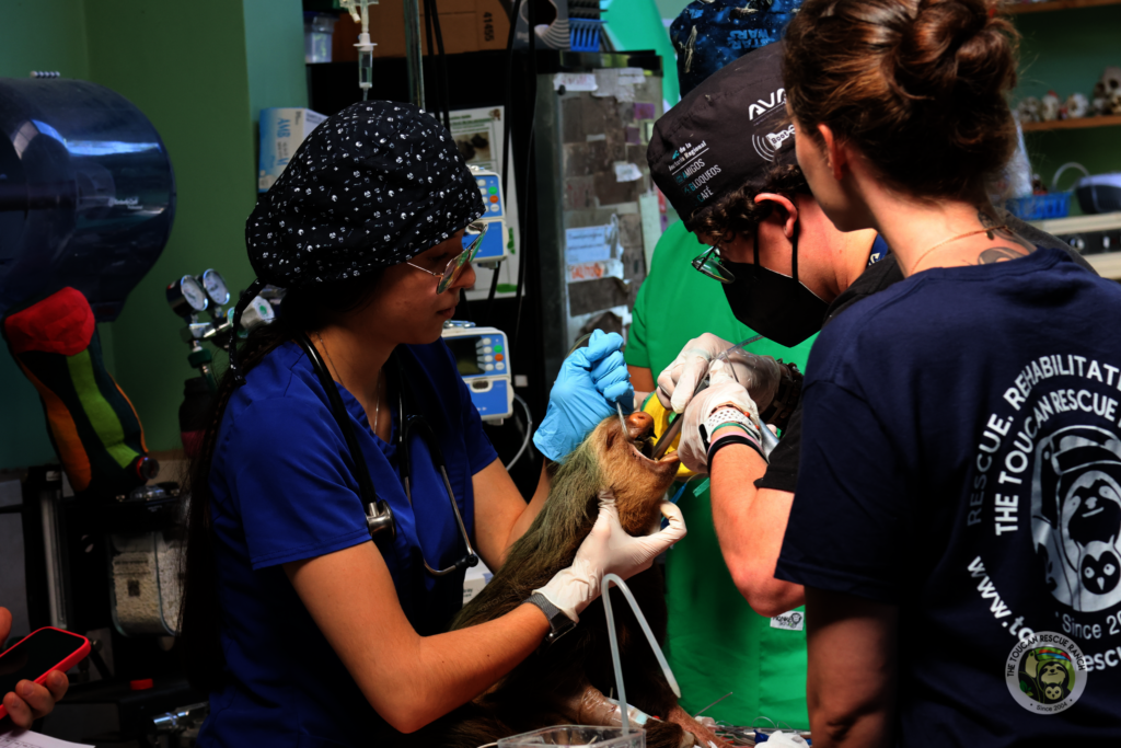 WildMed Fund
