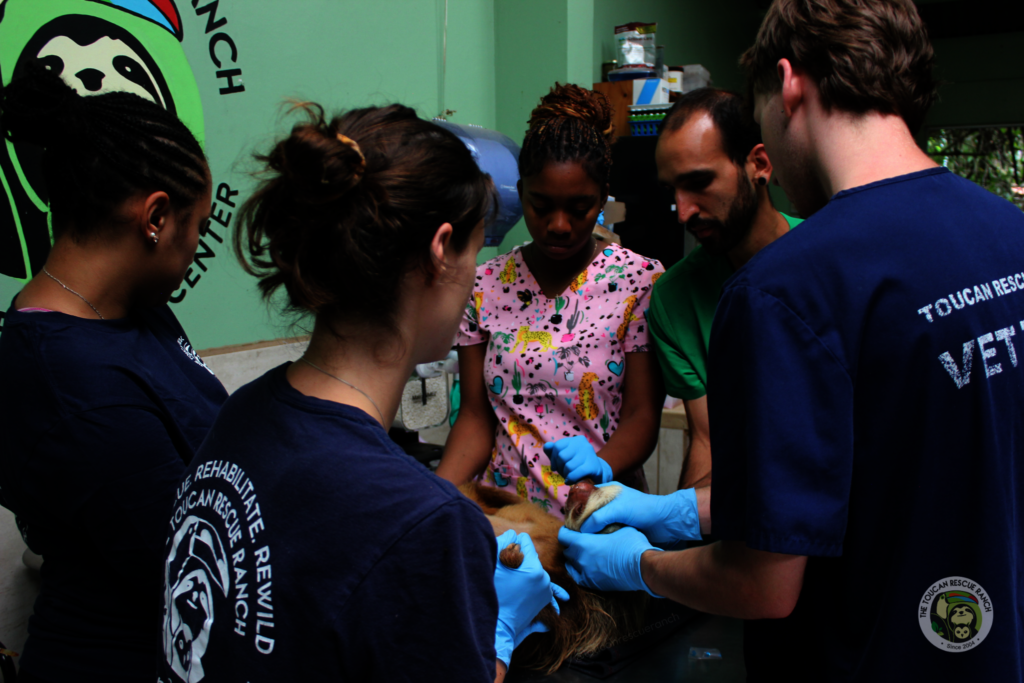 WildMed Fund