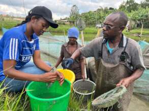 Help 50 Rwandan Families Farm Fish