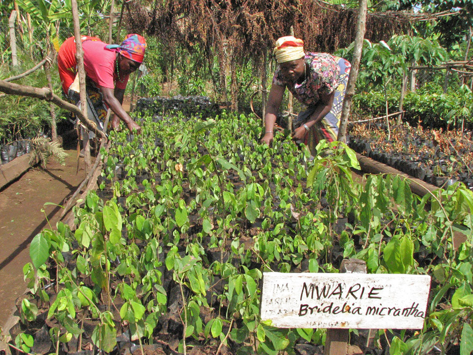 Land Remediation on Mt. Kilimanjaro in Tanzania