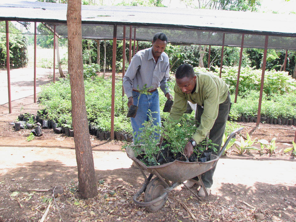 Land Remediation on Mt. Kilimanjaro in Tanzania