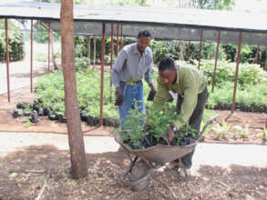 Transporting seedlings