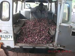 Successful Harvest of Onions P1