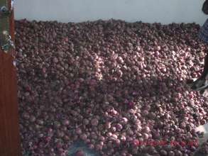 Successful Harvest of Onions P4