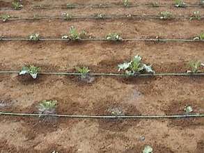 Micro-irrigation drip lines