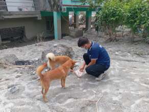 Dogs abandoned and hungry