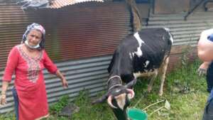We rescued a Cow
