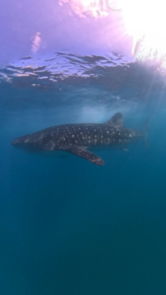 Underwater equipment for Marine conservation