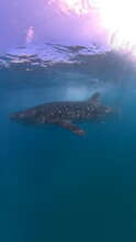 Whale shark