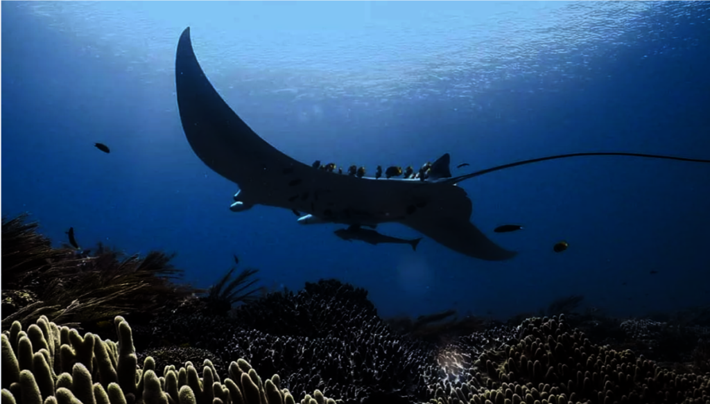 Underwater equipment for Marine conservation