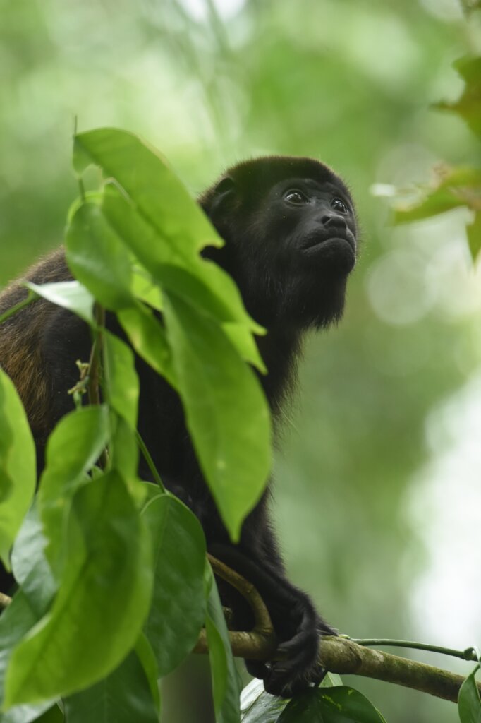 Keeping Costa Rica Wild