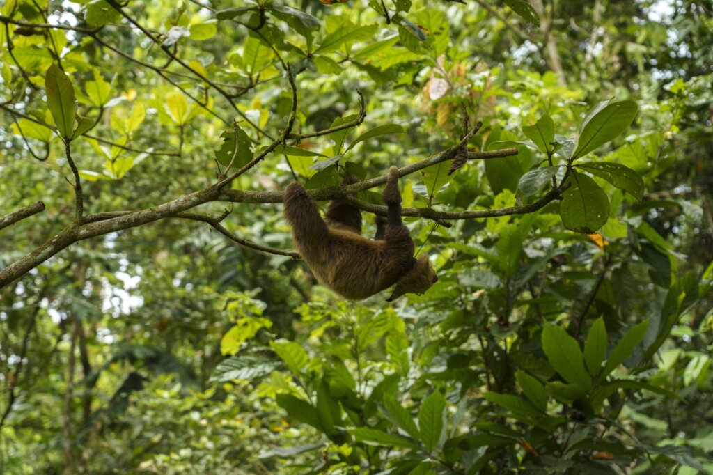Keeping Costa Rica Wild