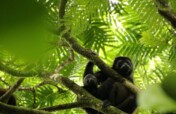 Keeping Costa Rica Wild