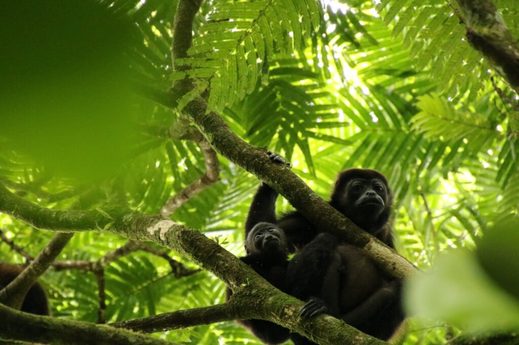 Keeping Costa Rica Wild