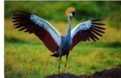 Protect Uganda's Cranes & Restore Wetland Habitat