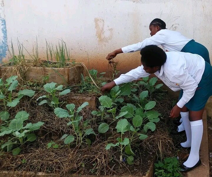 vegetable agribusiness project