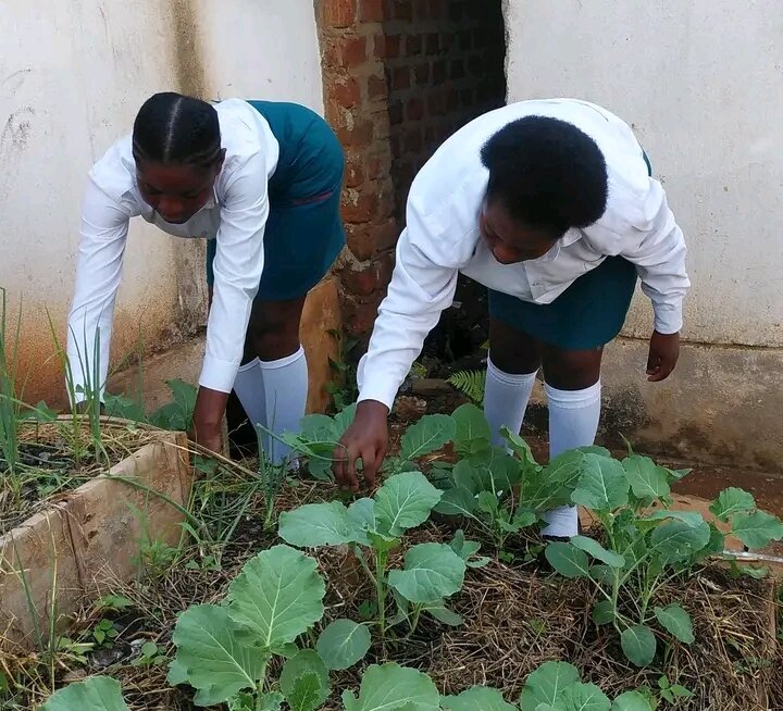 Support 14 schools integrate agribusiness skills