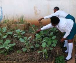 vegetable agribusiness project