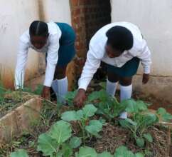 Students scouting their vegetable business