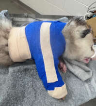 Mr.  Cranky  Pants post surgery