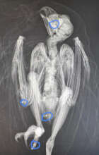 Owl Shot with Lead Pellets