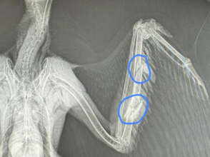 Red-tailed  Hawk with Radius/Ulna Fractures