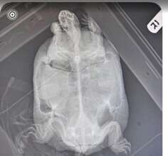 Turtle with Shell Fracture