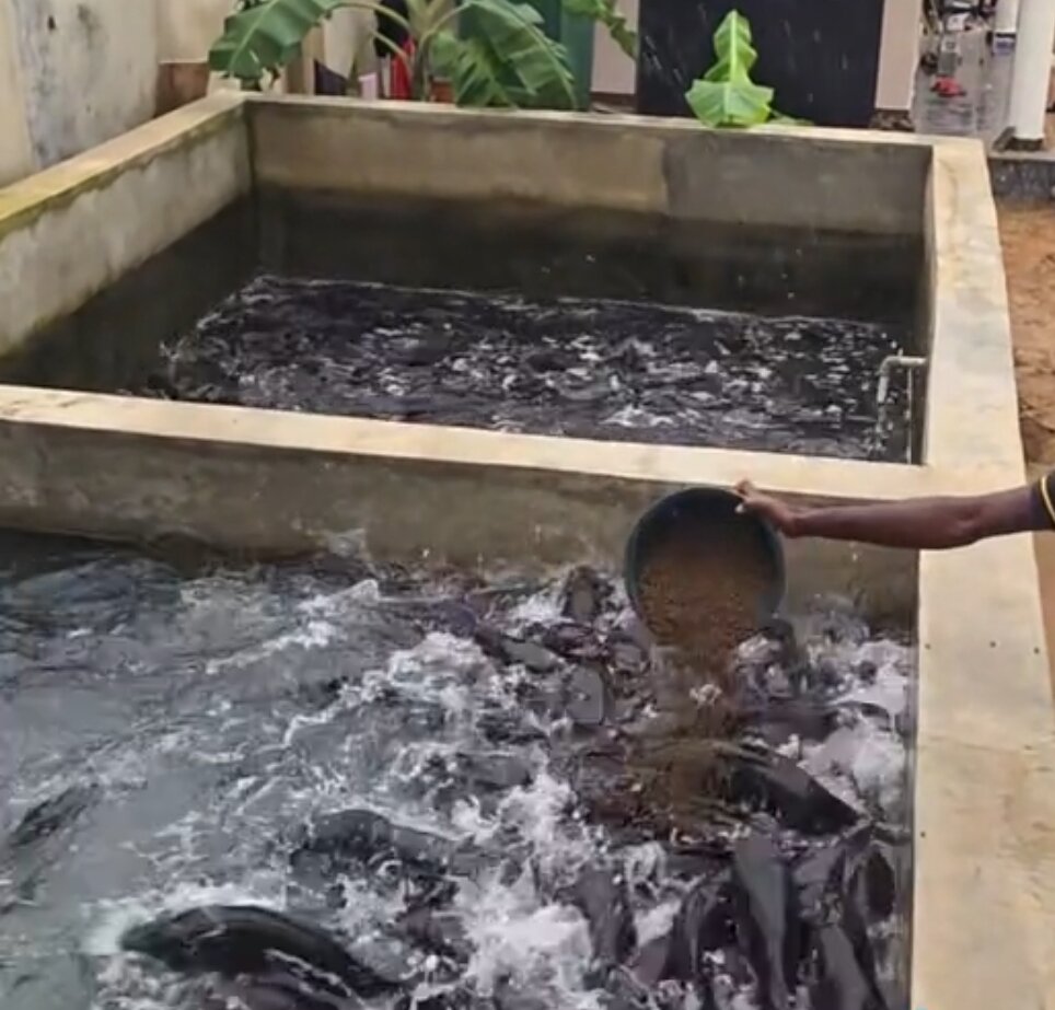 Build a Community Fish Farm in rural Uganda
