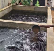 Fish pond
