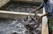 Build a Community Fish Farm in rural Uganda