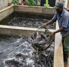 Build a Community Fish Farm in rural Uganda