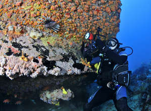Lion Fish in wreck