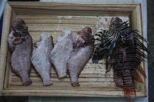 Lion Fish: from predator to pray, your call