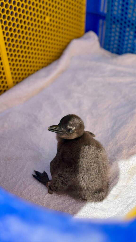 Feed hundreds of abandoned and injured Penguins