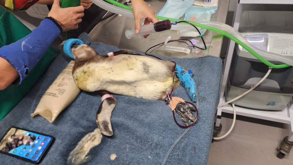 Feed hundreds of abandoned and injured Penguins