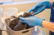 Feed hundreds of abandoned and injured Penguins